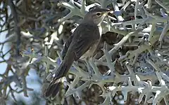 Description de l'image Subdesert brush warbler.jpg.