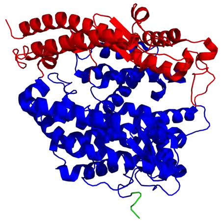 Structure d'une ACE2 humaine montrant les sous-domaines I en rouge et II en bleu du domaine métallopeptidase à zinc ainsi que le début du domaine d'homologie aux collectines C-terminal en vert (PDB 1R42).