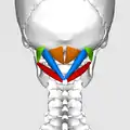 Position des muscles sous-occipitaux