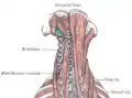 Les muscles profonds de la nuque. Le triangle est marqué en turquoise.