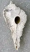 Subpterynotus textilis (fossile).
