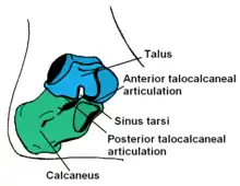 Talus et calcaneus reçoivent le poids du corps et le transmettent au reste du pied, leur allure renseigne ainsi sur la stature générale.