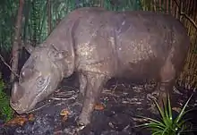 Rhinocéros empaillé vu de profil.