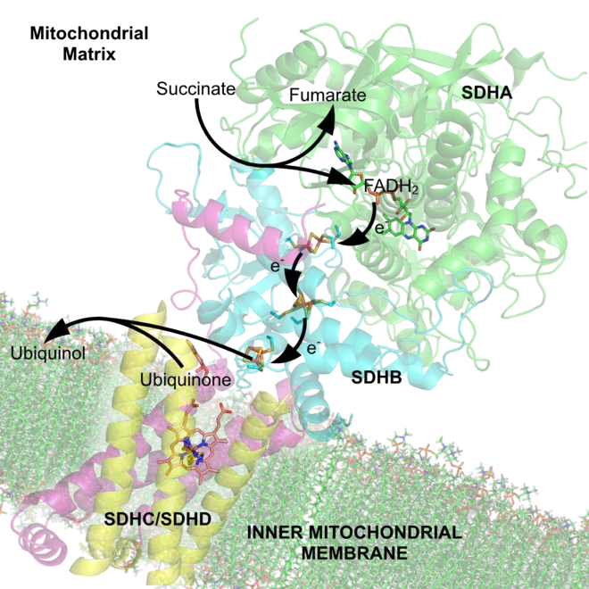 (en) Schéma des flux d'électrons à travers le complexe II (PDB 1YQ3), illustrant la position des différents cofacteurs : le FAD, les trois centres fer-soufre, l'hème et l'ubiquinone. La matrice mitochondriale est en haut, la membrane mitochondriale interne est en bas.