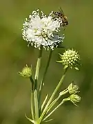 Variété blanche