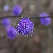 Succise des prés