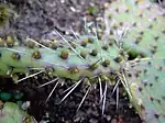 Les glochides jaunes d'Opuntia howeyi (de), les zébrures sur les feuilles de l'Aloès maculé et les côtes grisâtres sillonnant la tige de l'Euphorbe vireuse, présentent des couleurs aposématiques avertissant les prédateurs de la spinescence propre à protéger ces plantes contre les mammifères herbivores.