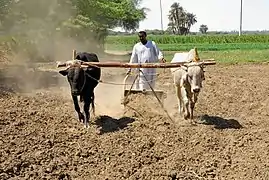 Paysan labourant sa terre avec des bœufs.