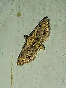 Lathrotelinae : Sufetula sp.