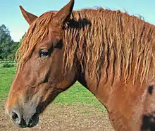 Tête massive de profil d'un cheval alezan aux crins ondulés.