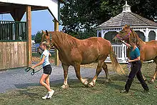 Deux chevaux alezans massifs sont menés en main; le premier par une jeune fille, le second par une femme.