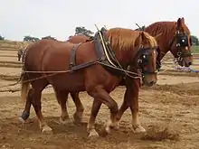 Deux chevaux alezans de profil progressent à travers un champ à labourer.