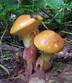 Cuticule glutineuse(Suillus grevillei)