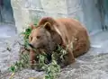 Un ours brun dans la fosse aux ours de Berne en 2005.