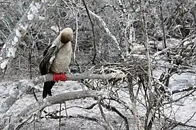 Fou à pieds rouges (Sula sula) près de son nid sur l'île de Genovesa.