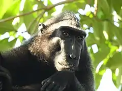 Macaque nègre