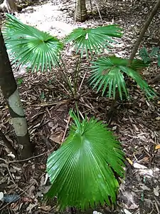 Saribus rotundifolius in situ dans la réserve naturelle de Tangkoko, Sulawesi