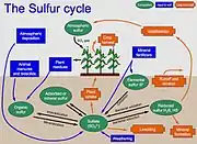 Diagramme du cycle du soufre