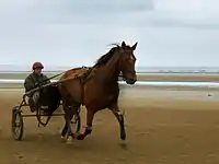 Trotteur tractant un sulky à Utah-Beach.