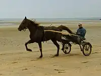 Sulky à Utah-Beach.