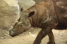 Tête et membres antérieurs d'un rhinocéros vu de profil.