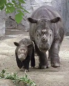 Rhinocéros adulte avec un jeune situé à sa droite, vus de face.