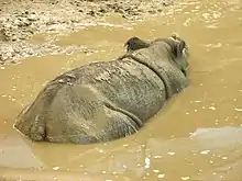 Rhinocéros, vu de dos et de dessus, moitié immergé dans une eau boueuse.