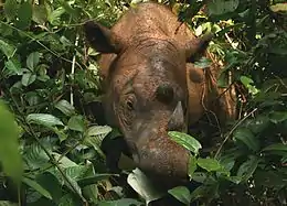 Tête d'un Rhinocéros de Sumatra vue de face, qui émerge au milieu des feuilles d'un arbuste.