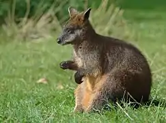 Un wallaby bicolore.