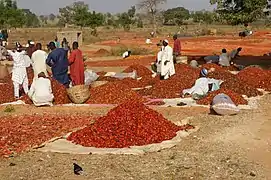 tomates au Nigeria