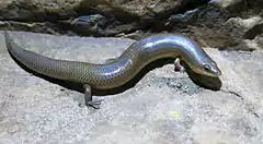 Description de l'image Sundevall's Writhing Skink (Mochlus sundevallii subsp. sundevallii).jpg.