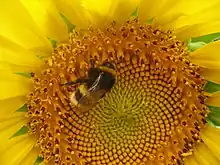 Une fleur de tournesol.