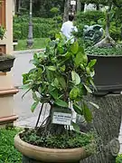 Ficus drupacea en bonsaï au jardin botanique et zoologique de Saigon.