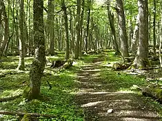 Forêt de lengas (Nothofagus pumilio), communément appelés en français hêtres de la Terre  de Feu.