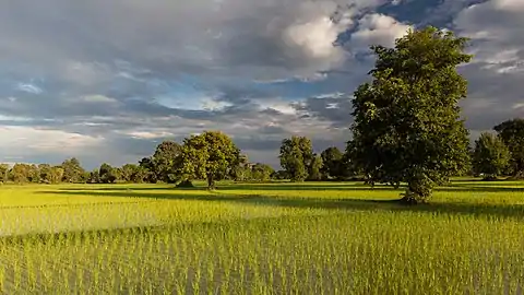 Rizières vertes et ensoleillées avec des arbres et de longues ombres à l'heure dorée, pendant la mousson, à Don Det, Si Phan Don, Laos. Aout 2019.