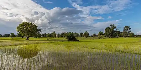 Rizières vertes ensoleillées de Don Det (Laos), avec un arbre se réfléchissant dans l'eau, sous un ciel nuageux en juillet 2018 pendant la mousson.
