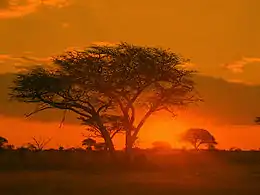 Lever de soleil sur le parc national de Matobo.