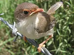 Un jeune Mérion superbe de la sous-espèce M. c. cyanochlamys.