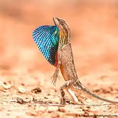 Description de l'image Superb large fan-throated lizard Sarada superba by Krishna Khan.jpg.