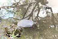 Au Japon, un Trionychidae en plein centre de Tokyo.