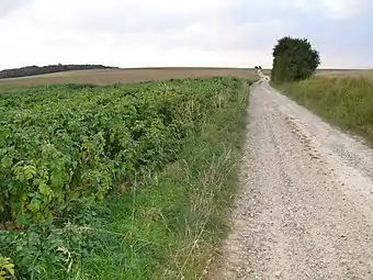 Portion empierrée et montante de la chaussée Brunehaut, entre Surcamps et Saint-Ouen. La vue est prise en direction du nord-ouest, vers Surcamps.