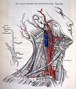 Anatomie chirurgicale des artères du cou, Gray's Anatomy, 1858 (collection sur la médecine).