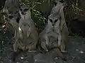 Quelques suricates prennent de l'ombre