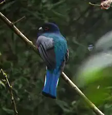 Trogon surucua près de Puerto Iguazú dans la province de Misiones en 2010.