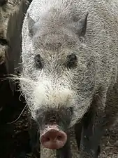 Le sanglier à moustaches(S. barbatus).