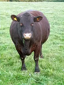 vache de face, sans cornes, à la robe chocolat et au mufle et tour des yeux rosés