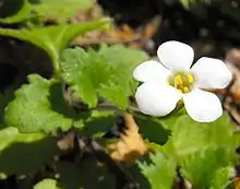 Petite fleur aux pétales blanches et aux étamines jaunes en premier plan et ses feuilles vertes en second plan.