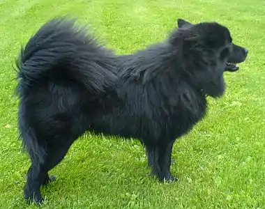 Lapphund suédois mâle noir