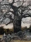 Cimetière médiéval swahili.