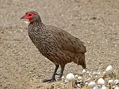 Description de l'image Swainson's Spurfowl (Pternistis swainsonii) (13780179755).jpg.